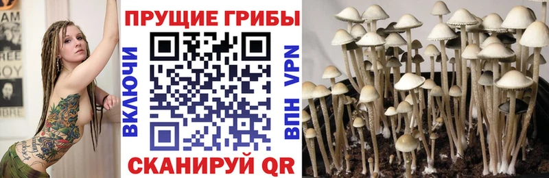 Псилоцибиновые грибы Cubensis Разумное